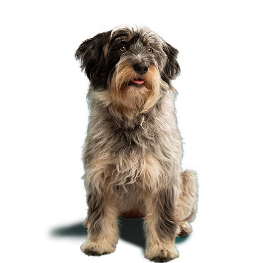 Perro blanco y negro