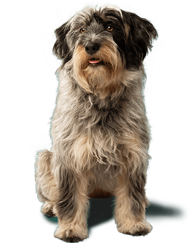 Perro blanco y negro