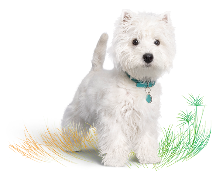 Perro pequeño blanco con un collar azul sobre hierba